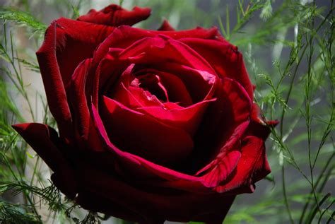 Red Rose